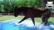 Horse Makes A Big Splash In Kiddy Pool