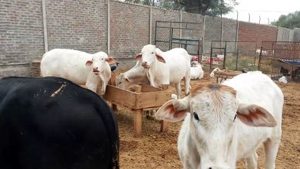 AKBAR CATTLE FARM