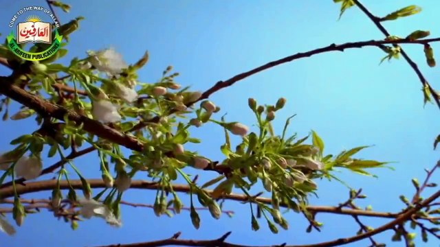 Alif Allah Chambey Di Booti, Kalaam Abyat Hazrat Sakhi Sultan Bahoo RA (Azam Bakhshi)