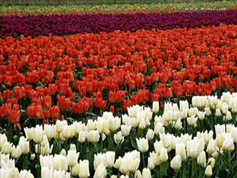 Pakistan Army - Pakistani Fauj Ke Jawan Hein Hum