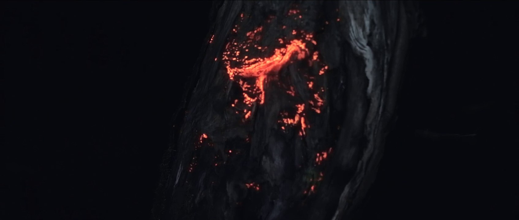 Mapping et projections sur les arbres et animaux d'une foret : magique!