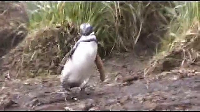 Manchots de Magellan