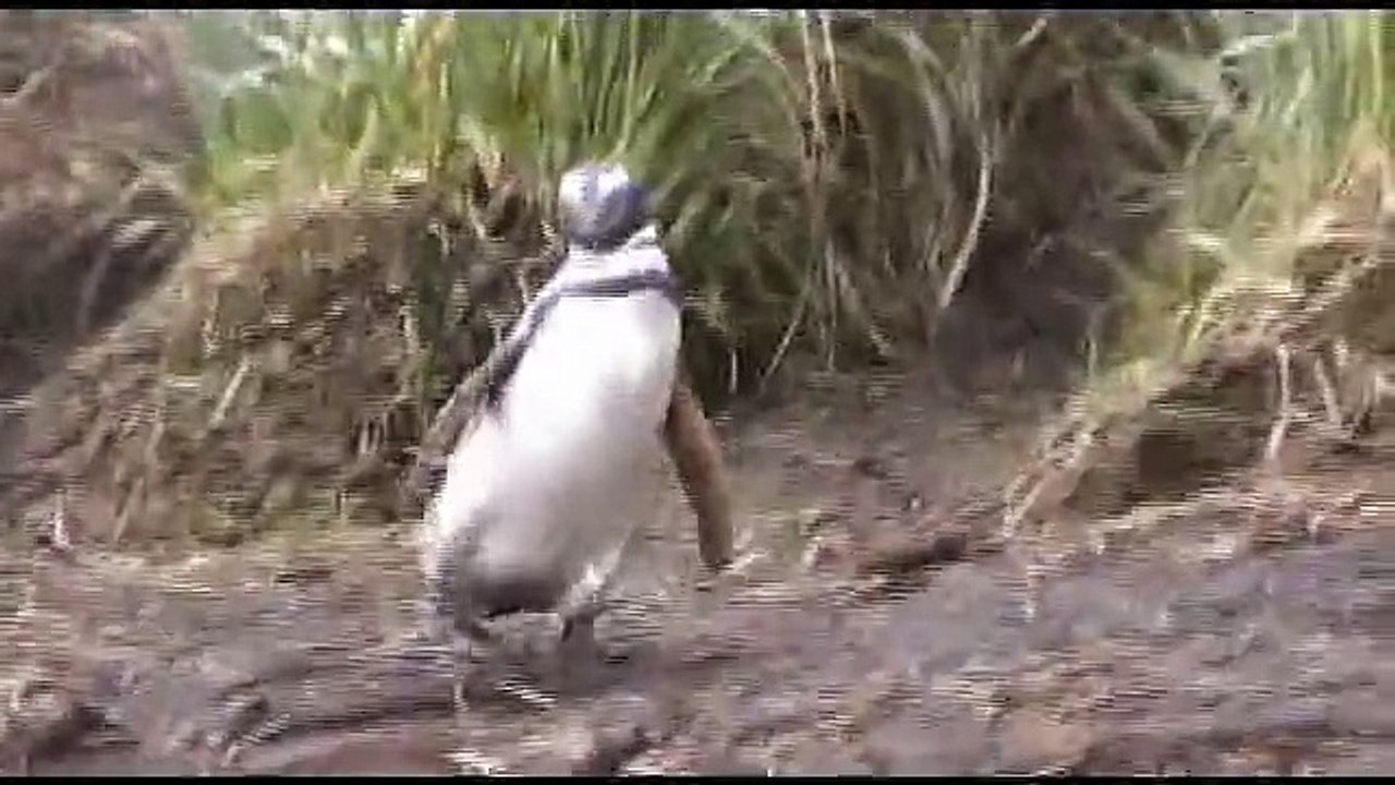 Manchots de Magellan