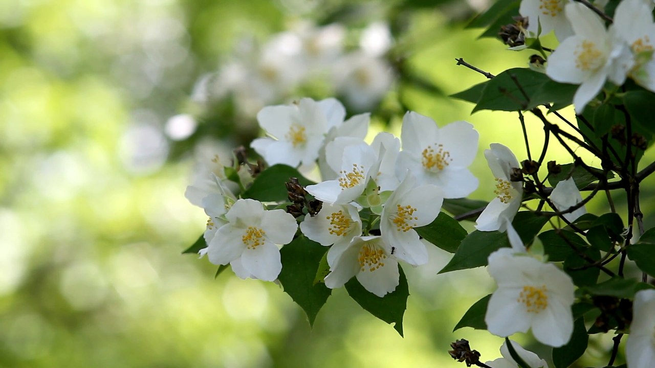 Jasmine flower