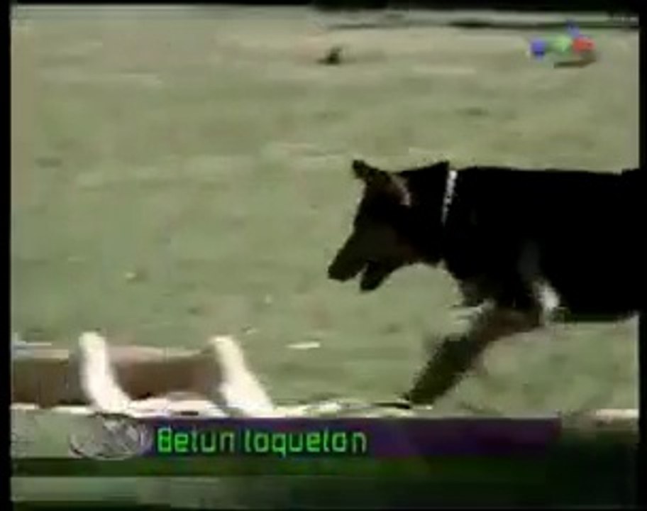 Butt Sniffing Dog Prank
