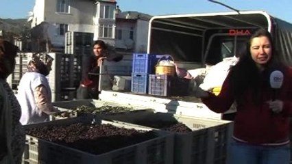 Zeytinyağında Fiyat 20 TL'ye Doğru Yükseliyor -2