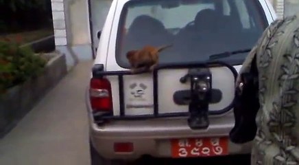 Cat vs Monkey vs dog funny video