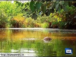 پاک فوج کے جوان، اپنے لہو سے، وطن سے محبت کی داستانیں لکھ رہے ہیں