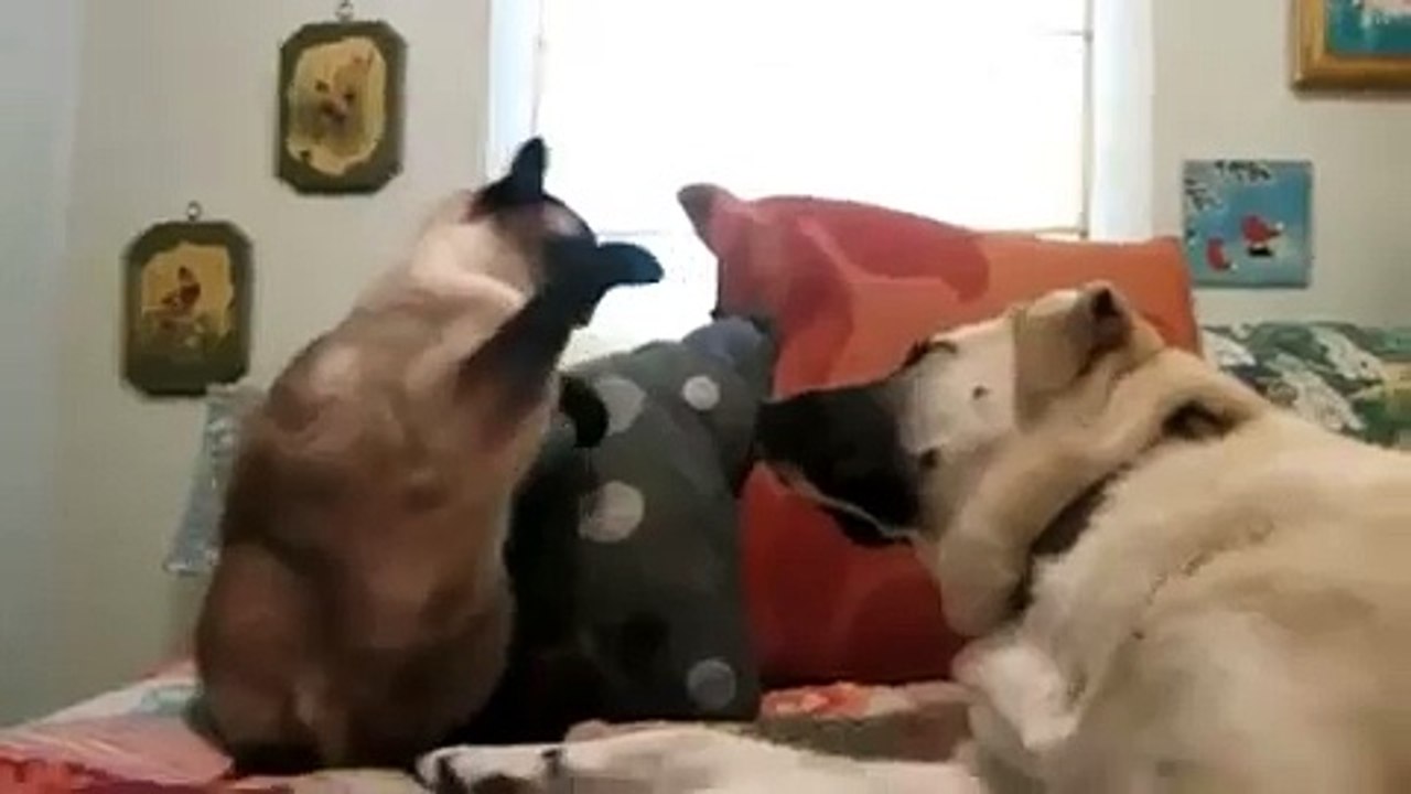 Cats vs Dogs FUNNY