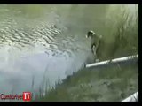 Balık avlayan köpek
