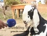 Very funny bakra eid animals dubbing video