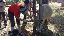 Mission vétérinaires et vaccinations au Laos