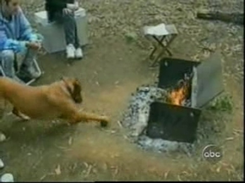 Hund Feuer & Katze Milch
