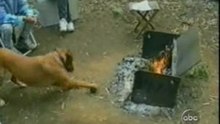 Hund Feuer & Katze Milch