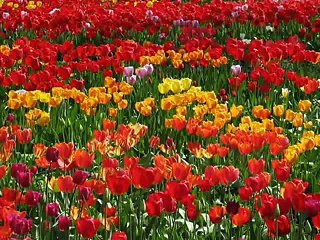 Mauj Barhe Ya Aandhi Aaye - Video Dailymotion