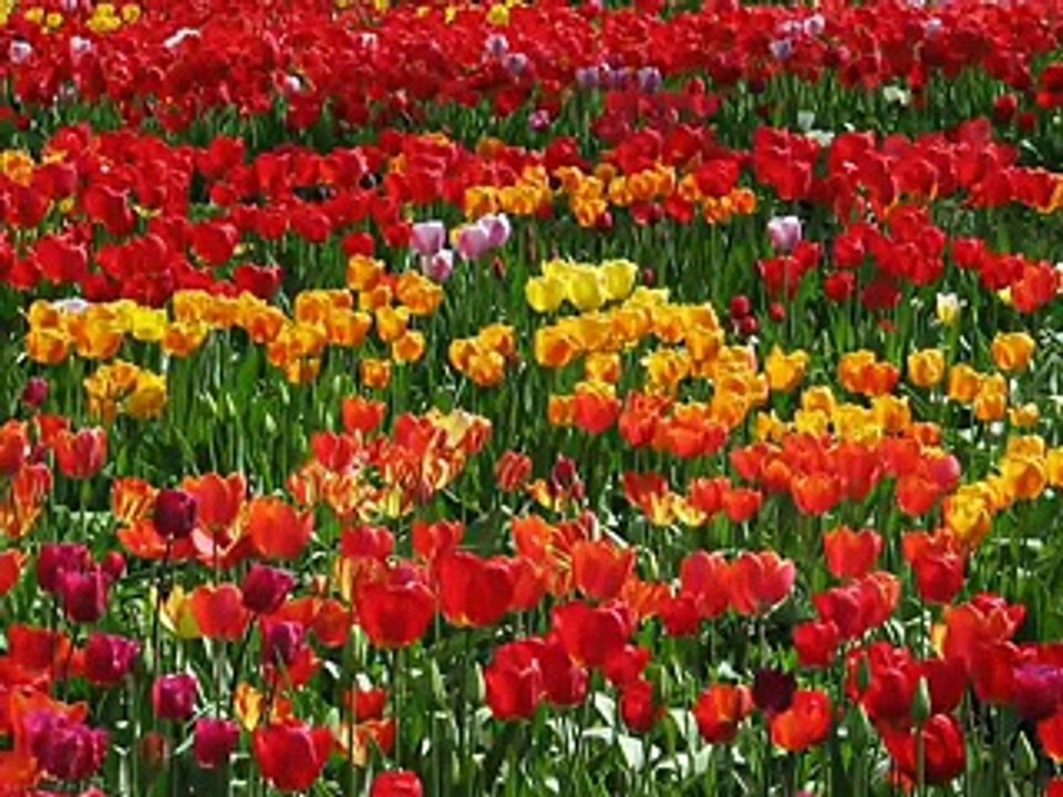 Mauj Barhe Ya Aandhi Aaye - Video Dailymotion