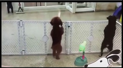 كلب يتحول إلى راقص -سالسا- من شدة الفرحة