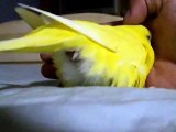 Budgie lays an egg