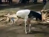 amazing goat having only two front legs only