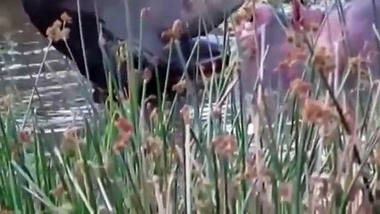 lion injured badly with zebra kick