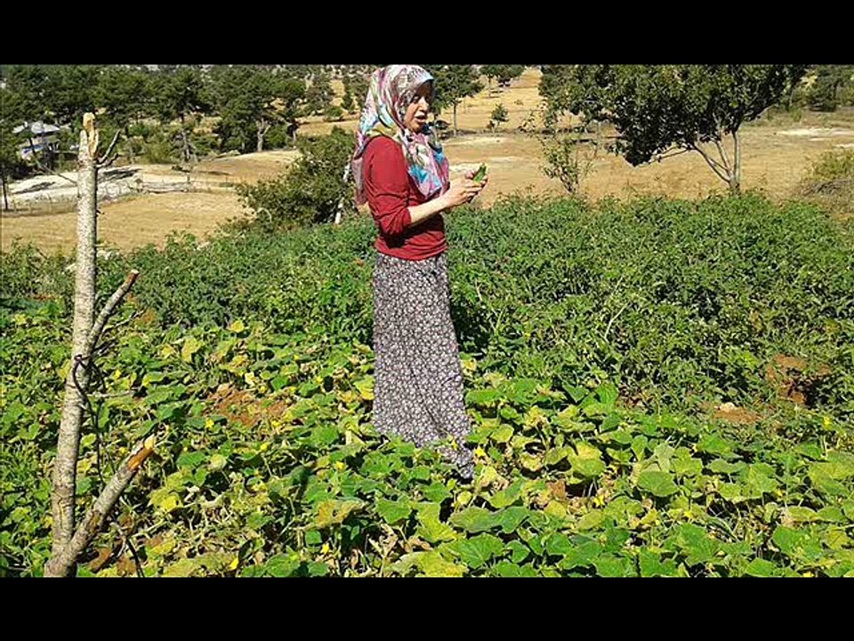 MELEK DOĞUCU