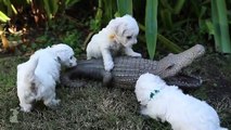 Bichon Frise Puppies VS. Alligator - Puppy Love