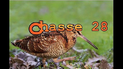 battue chevreuil 2014.2015