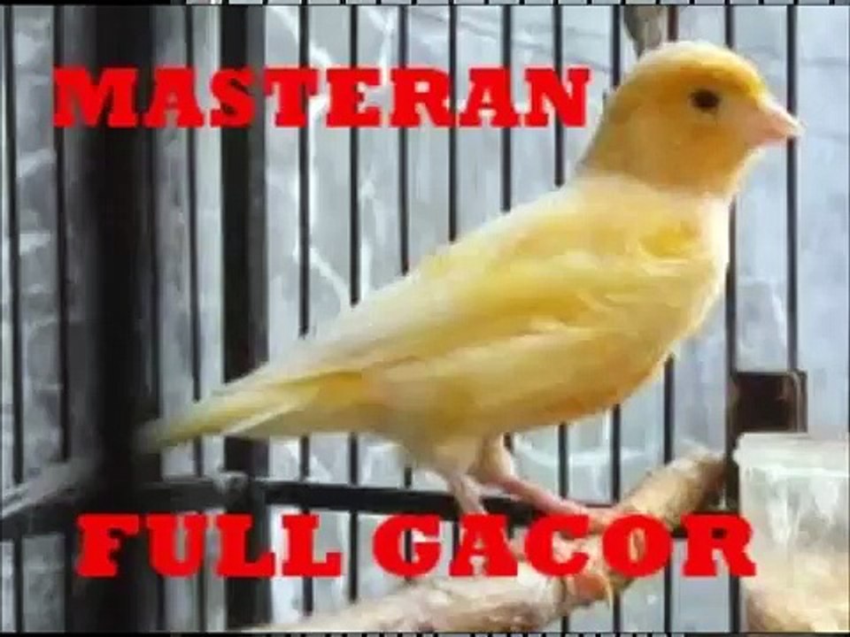 masteran kenari full gacor | suara kenari gacor panjang