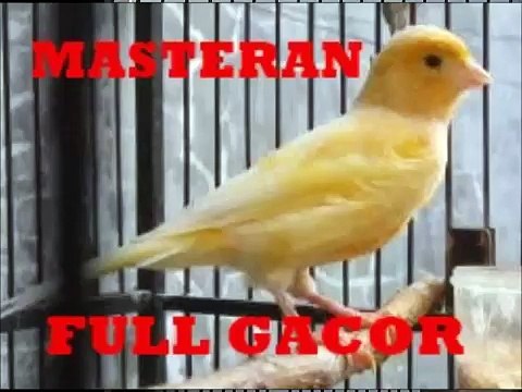 masteran kenari full gacor | suara kenari gacor panjang