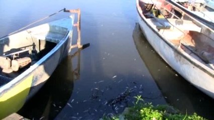 Manyas Gölü'nde Balık Ölümleri