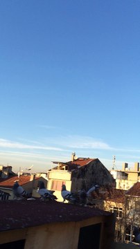 güvercin sefer kuşu ferdi bayrak kadıköy istanbul 05354829474