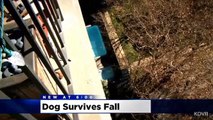 Partially Blind Dog Survives 15-Story Fall From Balcony