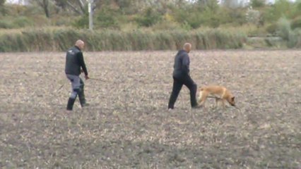 Be Aware Cobra @ Fährtentraining-Part 1