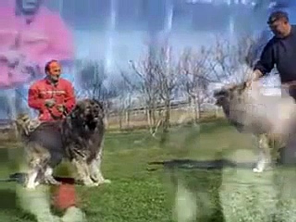 Kars köpekleri - Kars Kafkas Kangal Köpek