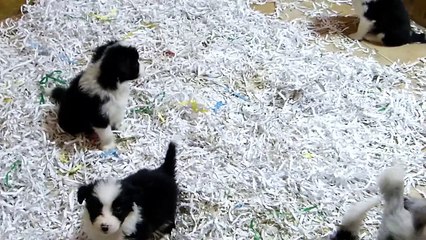 Cachorros Sally & Sky 24  Diciembre -1ª Parte