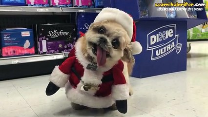 Acayip Bir Sevimliliği Olan Felçli Köpek 2