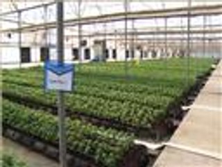 نجاح زراعة الريحان العطري وتصديره إلى أوروبا