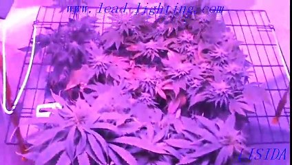 indoor led grow light with wholesale price