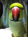 Parrot Reciting Quran Majeed WATCH N SHARE P;LZ