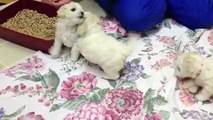 6 Week Old Bichon Frise Puppies Playing