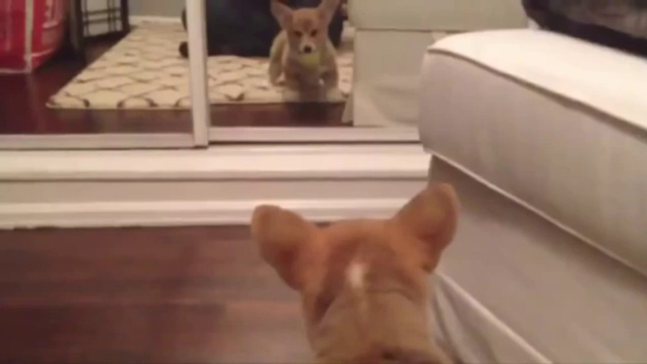 Funny Animals & Mirrors Dailymotion Video