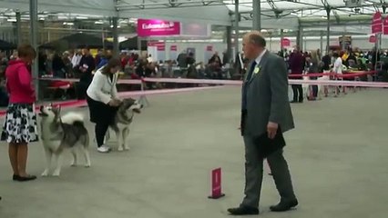 dogsh아­이­스­하­키↖★×★【D­B­F­8­0­8­.­­Ｃ­O­Ｍ】 ↖★×★아­이­스­하­키