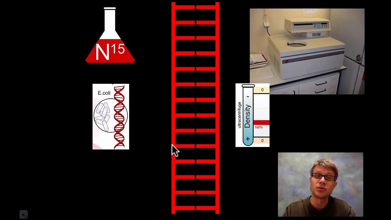 Meselson-Stahl Experiment