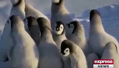 انسانوں کی طرح جانورں کو بھی اپنے بچوں سے پیار