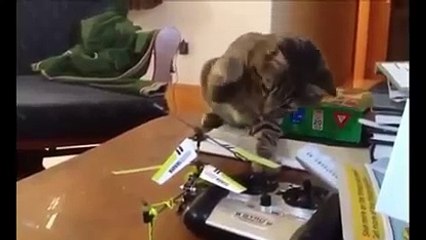 Cats sinister  very funny