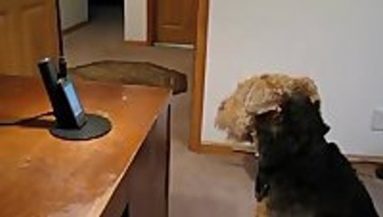 Dog misses his mummy