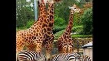 Zoos Animals