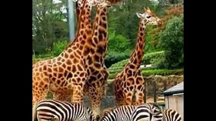 Zoos Animals