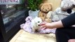 Adorable Bichon Frise Puppy! So cute! Baby Bichon Frise! Teacup Bichon Frise Puppy available!
