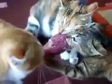 crazy pepole cats funny video clips victorious  Three cats funny cats